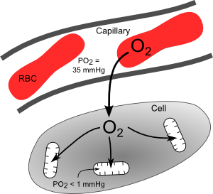 oxygen diffusion blood to tissue